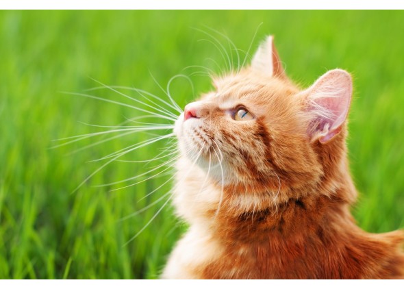 Παράσιτα και γάτες: Κίνδυνοι και καταπολέμηση με αντιπαρασιτικά