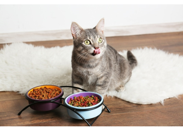 Ζώντας μαζί με τη γάτα σας - Διατροφικές προσεγγίσεις