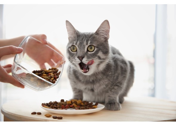 Ξηρά τροφή γάτας: Επιλογές για ένα υγιές πεπτικό σύστημα