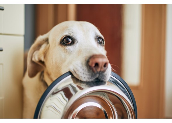 Ξηρά τροφή σκύλων: Τα πλεονεκτήματα και γιατί αξίζει επιλoγής