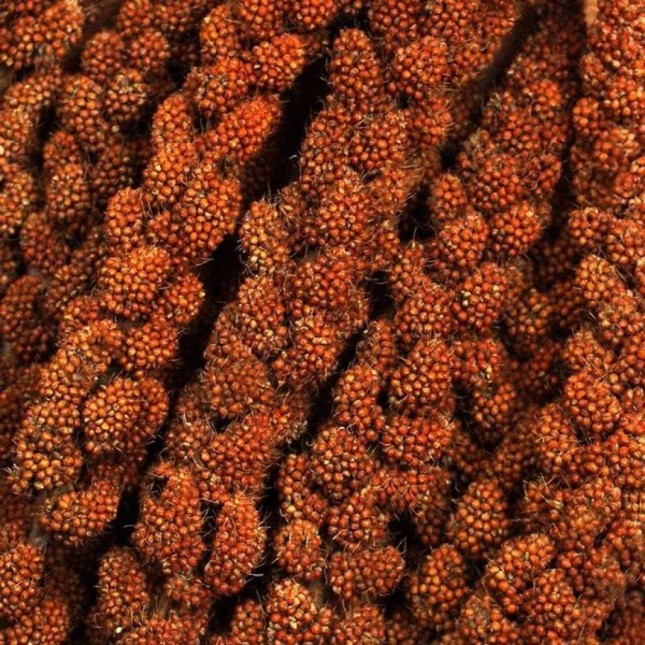 Versele-Laga Prestige Millet Παρλαμέντο Κόκκινο 100γρ Versele-Laga Prestige Millet Παρλαμέντο Κόκκινο 100γρ