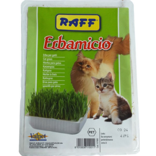 Raff χόρτο γάτας erbamiciο Raff χόρτο γάτας erbamiciο