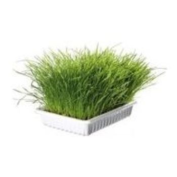 Vitapol σπόροι για χόρτο γάτας 100gr Vitapol σπόροι για χόρτο γάτας 100gr