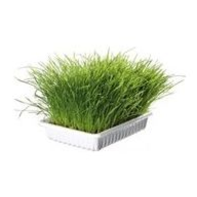 Vitapol σπόροι για χόρτο γάτας 100gr Vitapol σπόροι για χόρτο γάτας 100gr