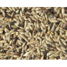 Κing canary stantard με ρούπσεν 1kg χύμα