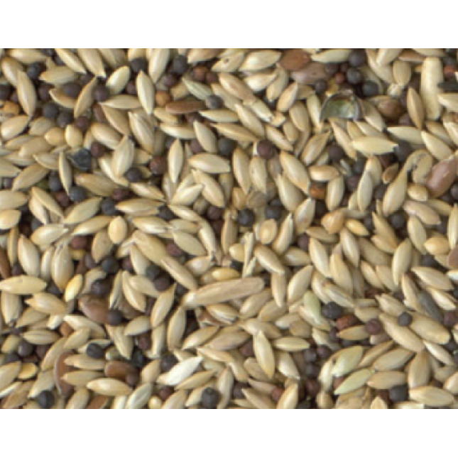 Κing canary stantard με ρούπσεν 1kg χύμα Κing canary stantard με ρούπσεν 1kg χύμα