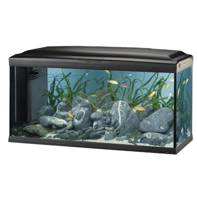 ferplast ενυδρείο cayman professional ferplast ενυδρείο cayman professional