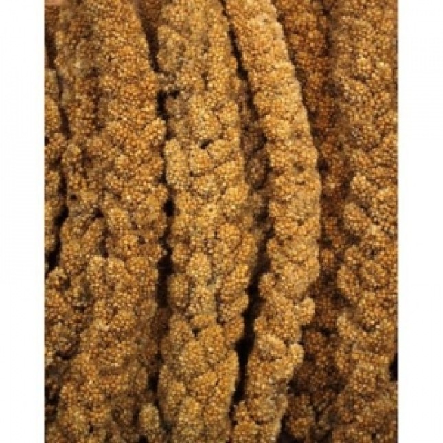 Versele-Laga Prestige Millet Παρλαμέντο Versele-Laga Prestige Millet Παρλαμέντο