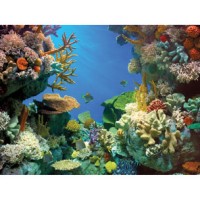 TETRA DECO ART POSTER SHARK&CORAL