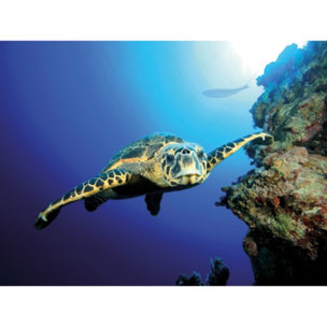 TETRA DECO ART POSTER TURTLE&REEF