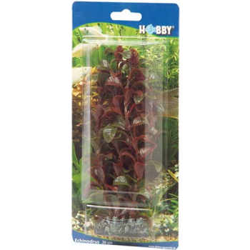 Hobby Rotala διακοσμητικό φυτό ενυδρείου ανθεκτικό πραγματικά όμορφο για κάθε ενυδρείο Hobby Rotala διακοσμητικό φυτό ενυδρείου ανθεκτικό πραγματικά όμορφο για κάθε ενυδρείο