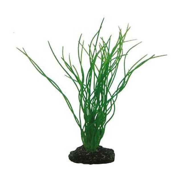 Hobby Sagittaria 20cm Hobby Sagittaria 20cm