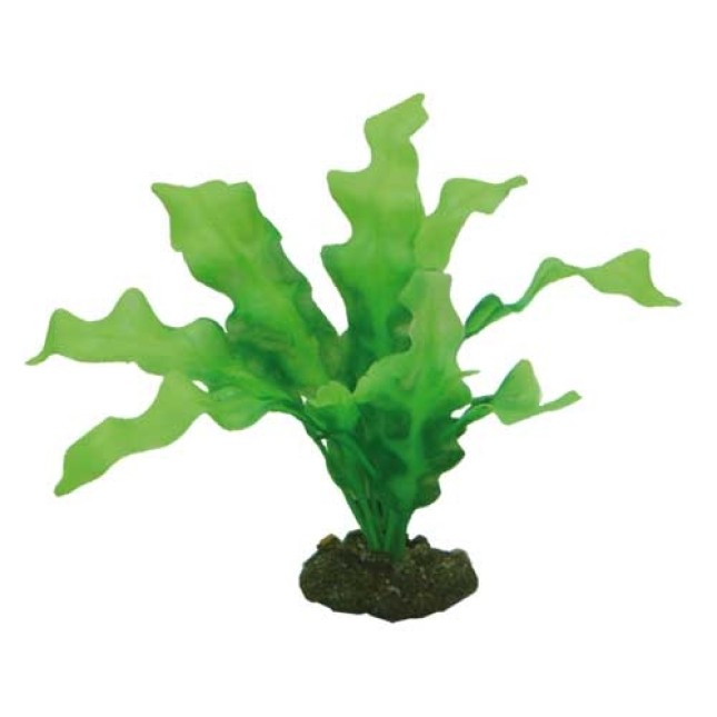 Hobby Echinodrus 20cm Hobby Echinodrus 20cm