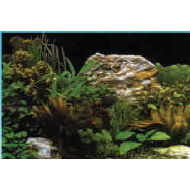 HOBBY ΠΟΣΤΕΡ ΤΡΟΠΙΚΟ 50εκ HOBBY ΠΟΣΤΕΡ ΤΡΟΠΙΚΟ 50εκ