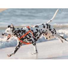 Rogz dogz σαμαράκι Utility Step-in Harness Reflective μαύρο εξασφαλίζει μια ασφαλή και άνετη βόλτα