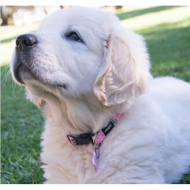 Rogz περιλαίμιο puppy Yo Yo pink Rogz περιλαίμιο puppy Yo Yo pink