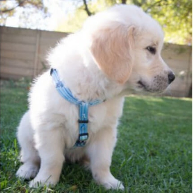 Rogz σαμαράκι puppy Yo-Yo pink Rogz σαμαράκι puppy Yo-Yo pink