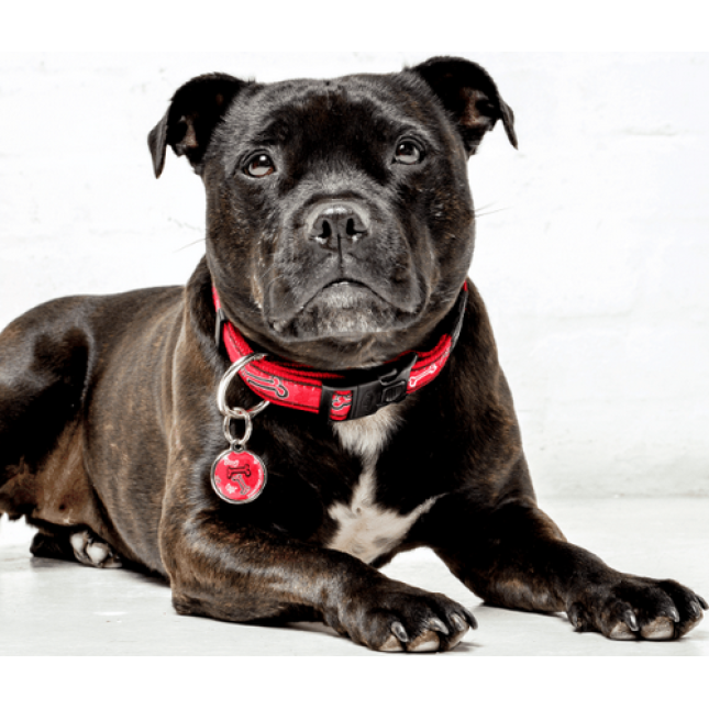 Rogz dogz περιλαίμιο σκύλου Fancy dress side κόκκινο Bone με ιμάντα υψηλής ποιότητας και αντοχής Rogz dogz περιλαίμιο σκύλου Fancy dress side κόκκινο Bone με ιμάντα υψηλής ποιότητας και αντοχής