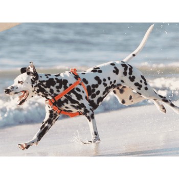Rogz dogz σαμαράκι Utility Step-in Harness Reflective μπλε Rogz dogz σαμαράκι Utility Step-in Harness Reflective μπλε