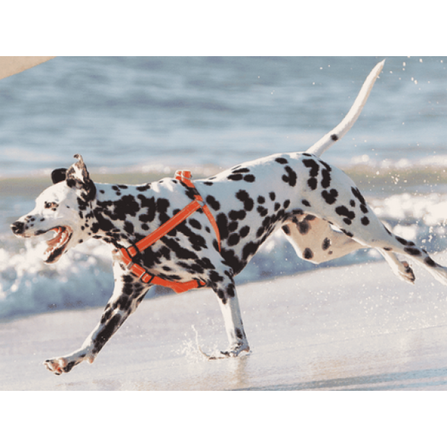 Rogz dogz σαμαράκι Utility Step-in Harness Reflective μπλε Rogz dogz σαμαράκι Utility Step-in Harness Reflective μπλε