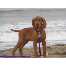 VIZSLA ΑΘΛΗΤΙΚΟΣ - ΑΞΙΟΠΙΣΤΟΣ VIZSLA ΑΘΛΗΤΙΚΟΣ - ΑΞΙΟΠΙΣΤΟΣ