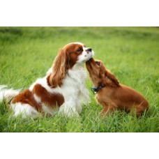 CAVALIER KING SPANIEL