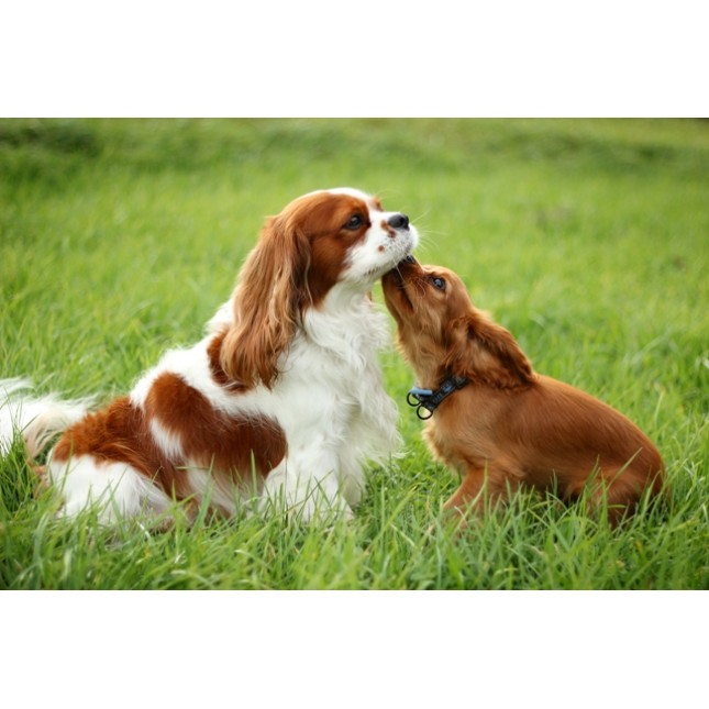 CAVALIER KING SPANIEL