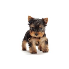 YORKSHIRE TERRIER ΠΑΙΧΝΙΔΙΑΡΙΚΑ - ΘΑΡΡΑΛΕΑ