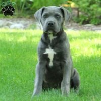 CANE CORSO