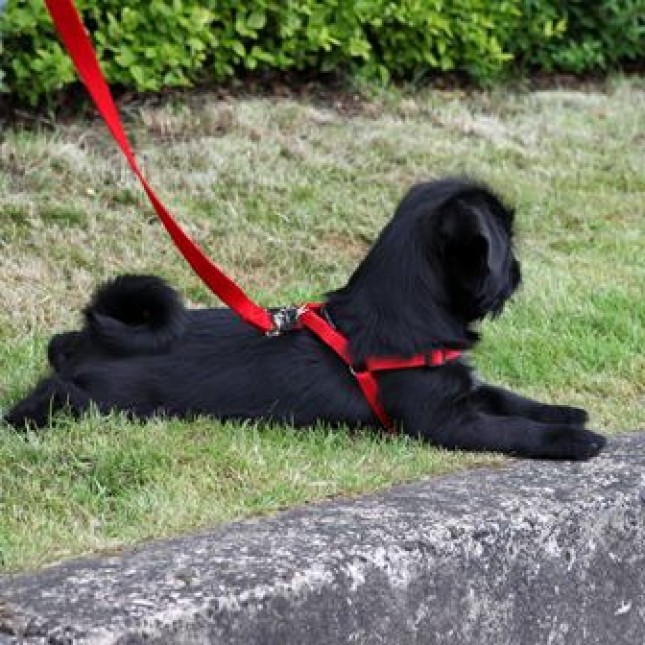 Rosewood soft protection harness xsmall κόκκινο Rosewood soft protection harness xsmall κόκκινο