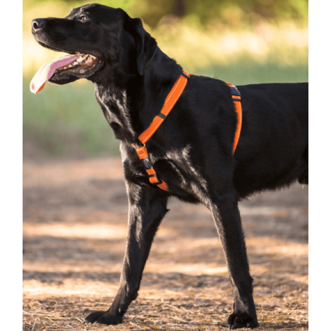Rogz dogz σαμαράκι utility h-harness Reflective πορτοκαλί εξασφαλίζει μια ασφαλή και άνετη βόλτα Rogz dogz σαμαράκι utility h-harness Reflective πορτοκαλί εξασφαλίζει μια ασφαλή και άνετη βόλτα