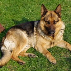 GERMAN SHEPHERD ΣΚΥΛΟΣ ΣΥΝΤΡΟΦΙΑΣ - ΦΥΛΑΚΑΣ GERMAN SHEPHERD ΣΚΥΛΟΣ ΣΥΝΤΡΟΦΙΑΣ - ΦΥΛΑΚΑΣ
