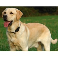 LABRADOR RETRIEVER