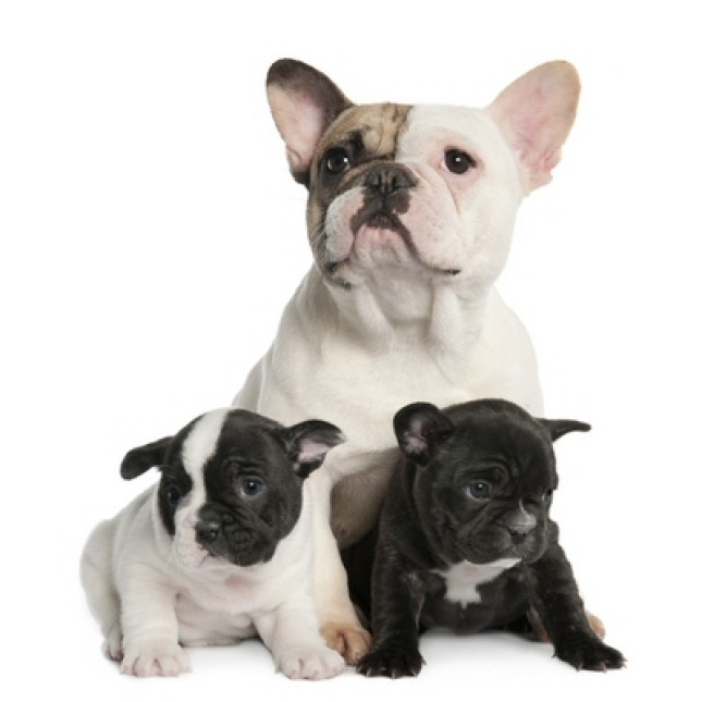 FRENCH BULLDOG FRENCH BULLDOG
