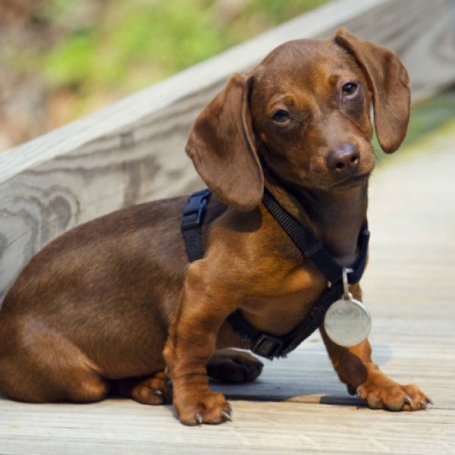 TEKEL/DUTCH HUND ΣΚΥΛΟΙ ΚΥΝΗΓΕΤΙΚΟΙ TEKEL/DUTCH HUND ΣΚΥΛΟΙ ΚΥΝΗΓΕΤΙΚΟΙ