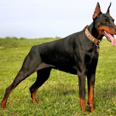 DOBERMAN DOBERMAN