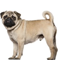 PUG/MOPS ΣΚΥΛΟΙ ΣΥΝΤΡΟΦΙΑΣ
