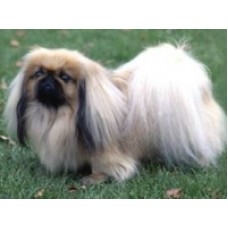 PEKINGESE ΣΚΥΛΟΙ ΣΥΝΤΡΟΦΙΑΣ