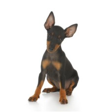 Pinscher mini