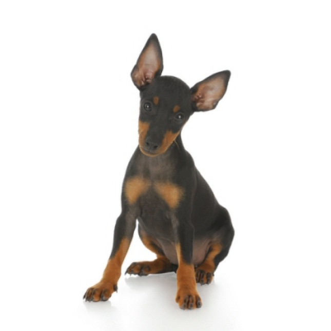 Pinscher mini