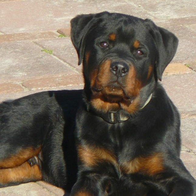 ROTTWEILER