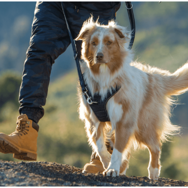 Rogz dogz σαμαράκι σκύλου Utility Explore Harness μπλε, εξασφαλίζει άνεση και πρόσθετο έλεγχο Rogz dogz σαμαράκι σκύλου Utility Explore Harness μπλε, εξασφαλίζει άνεση και πρόσθετο έλεγχο