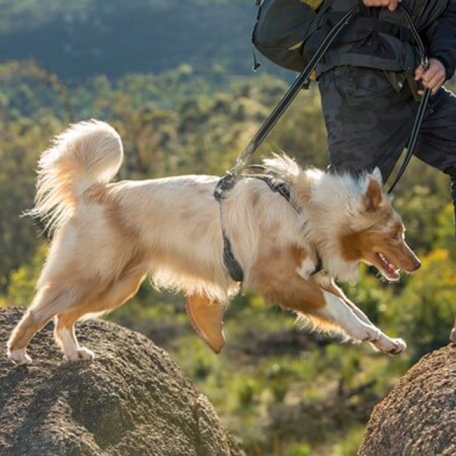 Rogz dogz σαμαράκι σκύλου Utility Explore Harness μπλε, εξασφαλίζει άνεση και πρόσθετο έλεγχο Rogz dogz σαμαράκι σκύλου Utility Explore Harness μπλε, εξασφαλίζει άνεση και πρόσθετο έλεγχο