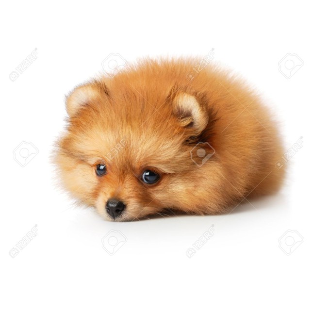 SPITZ ORANGE SPITZ ORANGE