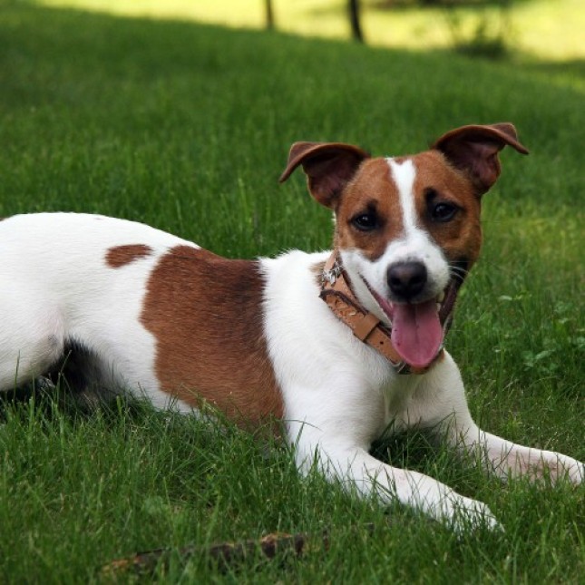 JACK RUSSEL TERRIER