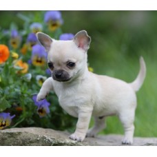 CHIHUAHUA