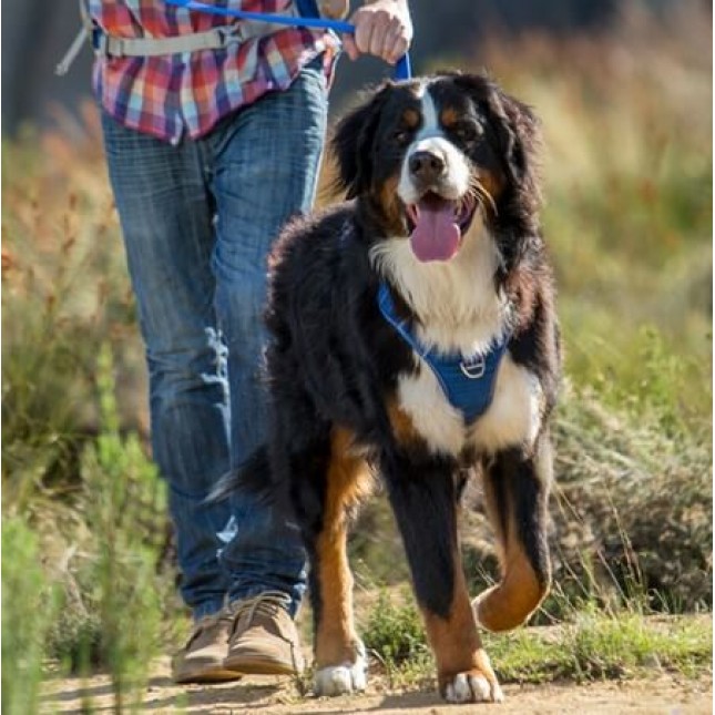 Rogz dogz σαμαράκι σκύλου Utility Explore Harness πράσινο, εξασφαλίζει άνεση και πρόσθετο έλεγχο Rogz dogz σαμαράκι σκύλου Utility Explore Harness πράσινο, εξασφαλίζει άνεση και πρόσθετο έλεγχο