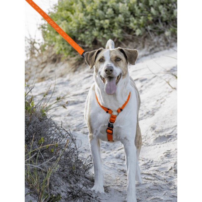 Rogz dogz σαμαράκι Alpinist H-Harness κόκκινο εξασφαλίζει μια ασφαλή βόλτα για εσάς και το σκύλο σας Rogz dogz σαμαράκι Alpinist H-Harness κόκκινο εξασφαλίζει μια ασφαλή βόλτα για εσάς και το σκύλο σας
