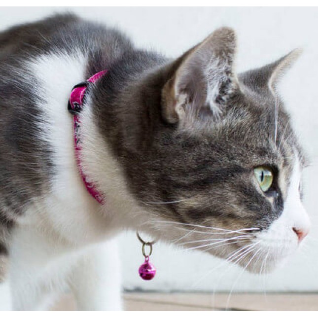 Rogz catz περιλαίμιο γάτας Fancy small από ιμάντα υψηλής ποιότητας και αντοχής 11mm Rogz catz περιλαίμιο γάτας Fancy small από ιμάντα υψηλής ποιότητας και αντοχής 11mm