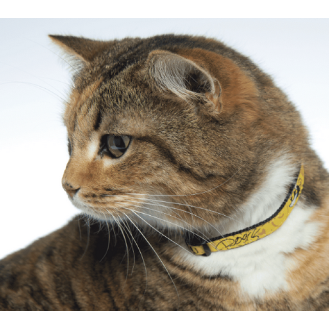 Rogz catz περιλαίμιο γάτας Fancy small από ιμάντα υψηλής ποιότητας και αντοχής 11mm Rogz catz περιλαίμιο γάτας Fancy small από ιμάντα υψηλής ποιότητας και αντοχής 11mm